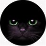 Katze_Stiefe