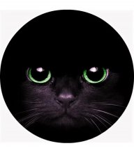 Katze_Stiefe